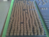 pellet